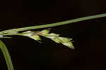 Radford's sedge